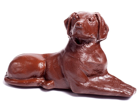 Chocolate Labrador